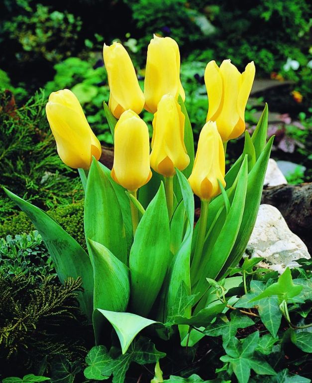 Tulpen Yellow Emperor